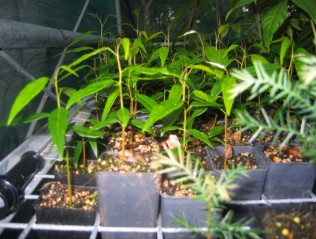 p5_Mahogany_Seedlings.jpg