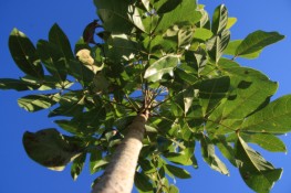 p9_Mahogany_Canopy.jpg