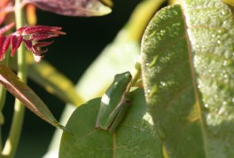 p9_Nth_Dwarf_Tree_Frog.jpg