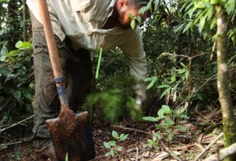 p9_Planting_Wolemi_Pine.jpg